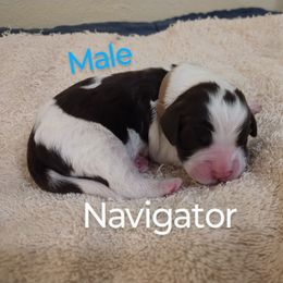 Mr. Navigator - Liver and white male English Springer Spaniel puppy in Kingsport, Tennessee from Leandra's English Springer Spaniels