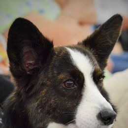 Cardigan Welsh Corgis from Allegro Cardigans