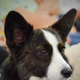 Cardigan Welsh Corgis from Allegro Cardigans