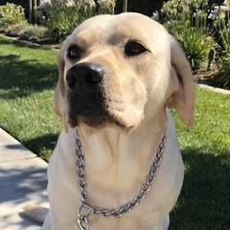 Willow - Labrador Retriever