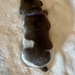 German Shorthaired Pointer and Russell Terrier Puppies from Charnobragan Acres