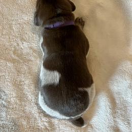 German Shorthaired Pointer and Russell Terrier Puppies from Charnobragan Acres
