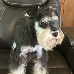 Eve - Miniature Schnauzer