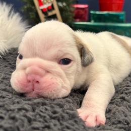Girl 3 - Fawn and white female Bulldog puppy in Charlotte, North Carolina from Golden Leaf Kennels LLC