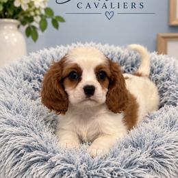 Vaughn - Blenheim male Cavalier King Charles Spaniel puppy in Mount Dora, Fl, Florida from Breezy Palms Cavaliers