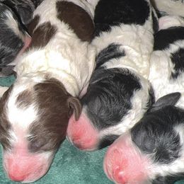 Almond joy - Parti male Goldendoodle puppy in Cross, South Carolina from DoodleDandy & Danes