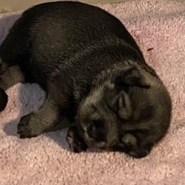 Standard Schnauzer Puppies from Stahlkrieger Standard Schnauzers
