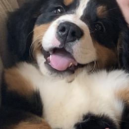 Bernese Mountain Dogs and Golden Retrievers from N.W. Mountain Retrievers