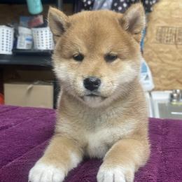 Peter - Red male Shiba Inu puppy in Milton, Florida from Moonlight Shibas