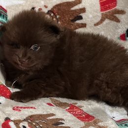 Boy 4 - male Pomeranian puppy in Sulphur Springs, Texas from Johnny's Pets