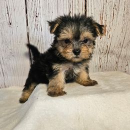 Theo SMALL - Black & tan tri-color male Morkie puppy in Monticello, Iowa from Ashley’s Puppies