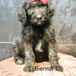 Sienna - Chocolate female Goldendoodle puppy in Pasco, Washington from Camp Doodle Woods