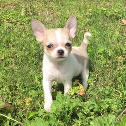 Chihuahua Puppies from Strawberry River Kennel