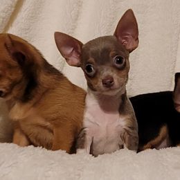 Chihuahuas and Dachshunds from CKH Critters