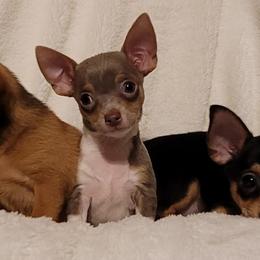 Chihuahuas and Dachshunds from CKH Critters