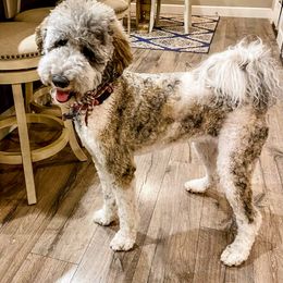 Assorted Doodle Crosses, Bernedoodle, and Goldendoodle All Grown Up from Texas Doodle Dandies