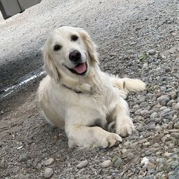 Allie - Golden Retriever