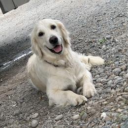 Allie - Golden Retriever