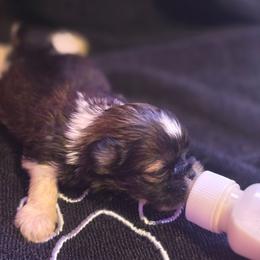 Aaliyah Grace - White and tan female Mal-Shi puppy in Pleasant Hill, Iowa from Courtney Nicole's Mal Shihs & Goldendoodles