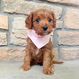 Reba - Apricot female Cavapoo puppy in Fort Lupton, Colorado from Puppy Paws Colorado