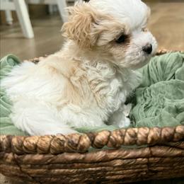 Brand - Brown male Shichon puppy in Bradford, Ohio from Ted E. Bear Patch