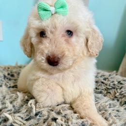 Miss Marvel - Cream female Goldendoodle puppy in Pensacola, Florida from Goldendoodles Love You in Pensacola Friend Edition