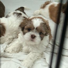 Female 4 - Gold and white female Shih Tzu puppy in Kissimmee, Florida from Bebe AKC Puppies