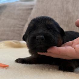 Boy 1 - Black and red male German Shepherd puppy in Battle Ground, Washington from Purebred Elite Shepherds