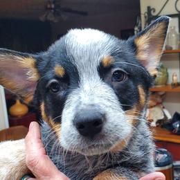 Full mask female - Blue speckled female Australian Cattle Dog puppy in Lenoir, North Carolina from Blue Coyote Ranch