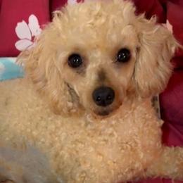 Poodles from Majic multi pups