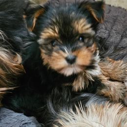 Ranger - Black and tan male Yorkshire Terrier puppy in Jamesville, New York from Mark Carfagno's Pups