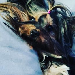 Rainbow - Yorkshire Terrier