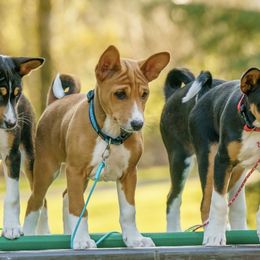Basenji Puppies from Makindu Basenjis