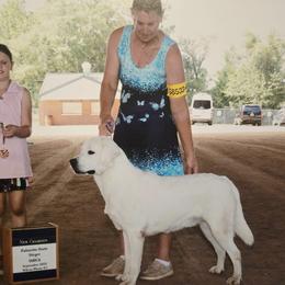 Blizzard - Labrador Retriever