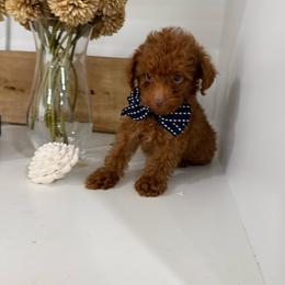 Red Nose - Red  male Poodle puppy in Mint Hill, North Carolina from DoodleForever