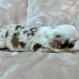 Sola - Red merle female Miniature Australian Shepherd puppy in Priest River, Washington from Offgrid Aussies