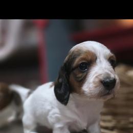Dachshund Puppies from Green Thumb Farms