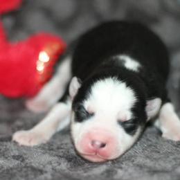 Koda - Black and white male Pomsky puppy in Bremen, Indiana from AMS Pomeranians and Pomskies in Indiana
