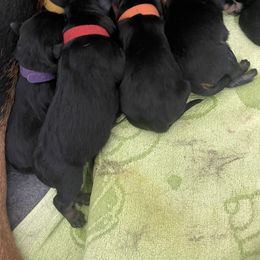 Rottweiler Puppies from GrowlHausRotts