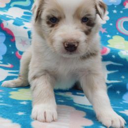 Australian Shepherd Puppies from Wagon Wheel Aussies