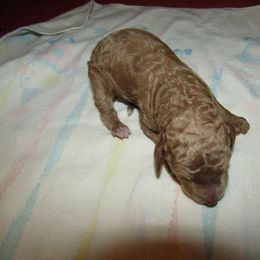 Goldendoodle and Poodle Puppies from David & Patricia Elliott