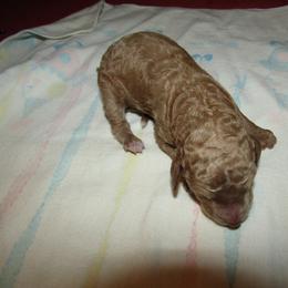 Goldendoodle and Poodle Puppies from David & Patricia Elliott