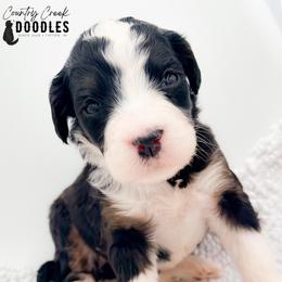 Breezy - Tri-color female Bernedoodle puppy in Tipton, Indiana from Country Creek Doodles