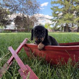Comet - Black male Dachshund puppy in Clifton, Idaho from Diamondline Doberman