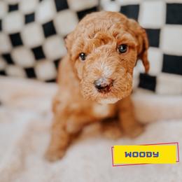 Woody - Red  male Goldendoodle puppy in Lakeland, Florida from Rolling Oak Doodles