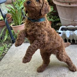 Garnet - Red  male Poodle puppy in Round Rock, Texas from Round Rock Rubies