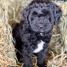 Acorn - Black male Cavapoo puppy in Bozrah, Connecticut from Cedar Creek Farm