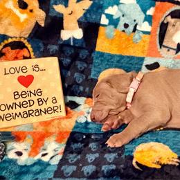 Pink Collar - Silver gray female Weimaraner puppy in Sevierville, Tennessee from K&K Weimaraners