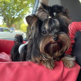 Kingston - Yorkshire Terrier