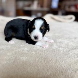 Miniature Australian Shepherd Puppies from Dripping Springs Mini Aussies